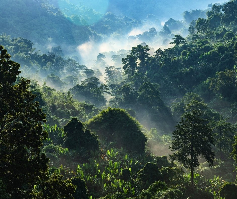 Bwindi Impenetrable Forest